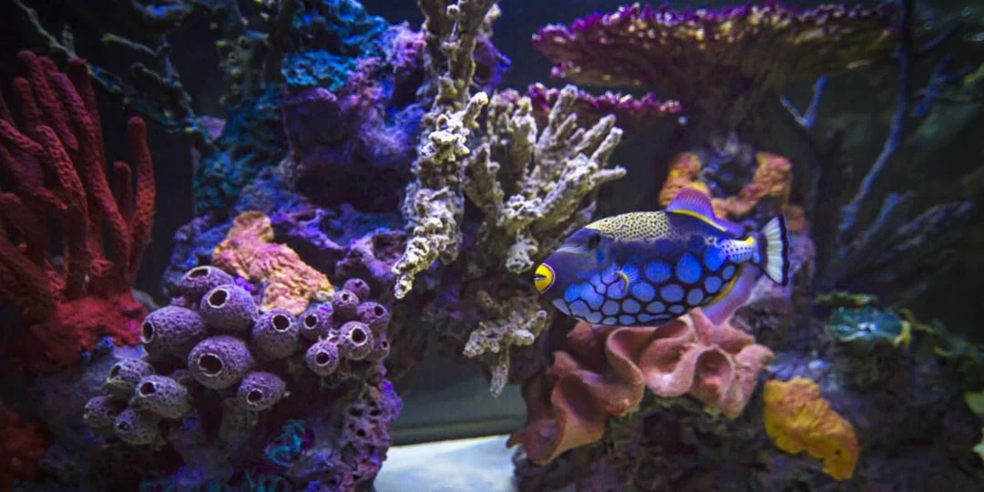 Vibrant Life for Your Aquarium