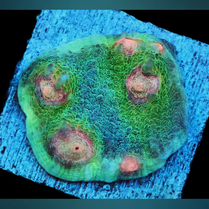 New Coral & Anemone Arrivals