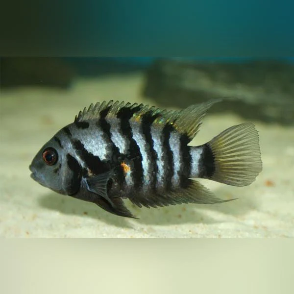 New Freshwater Arrivals