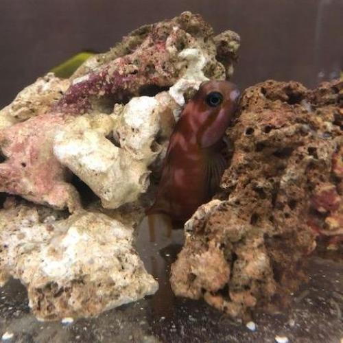 Midas Blenny - Image 3