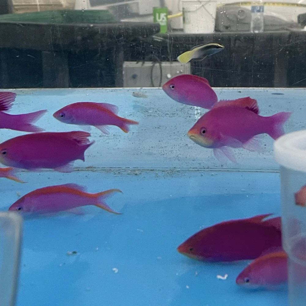 Purple Queen Anthias - Image 3