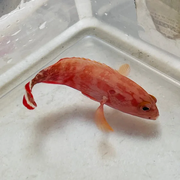 Red V-Tail Grouper - Image 3