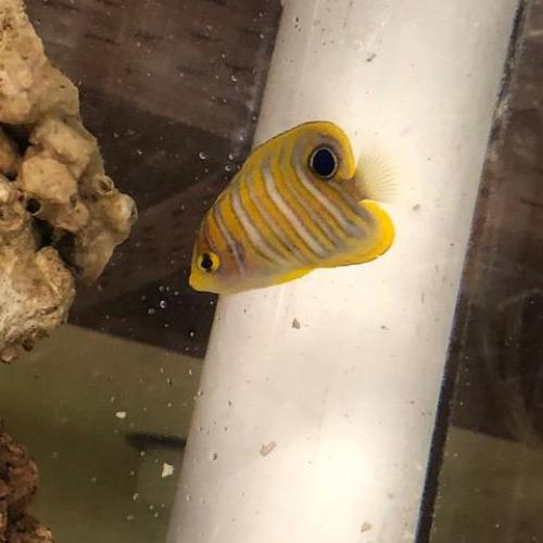 Regal Angelfish - Image 3