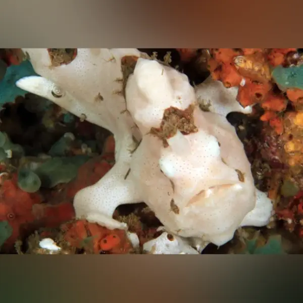 New Saltwater Arrivals