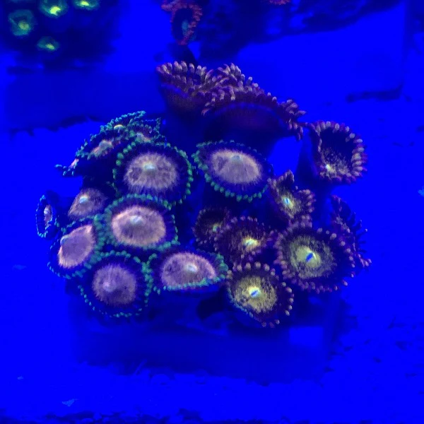 Zoanthid Frag - Image 4