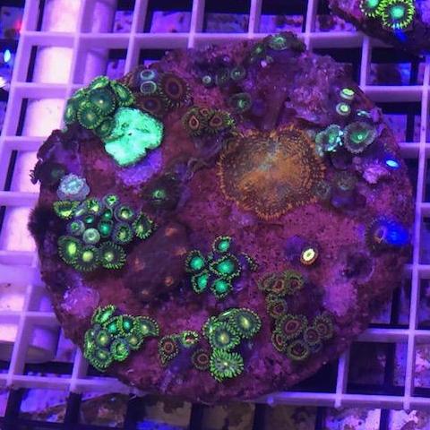 Zoanthid Poly Mix - Image 3